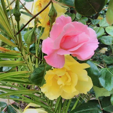 Ξενοδοχείο Yantra